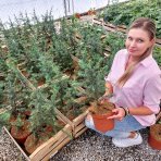 Céder atlantský (Cedrus Atlantica) - výška: 30-50 cm, kont. C3L